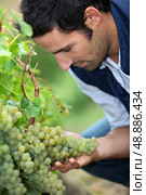 Vintner looking bunch of grapes. Стоковое фото, агентство Ingram Publishing / Фотобанк Лори