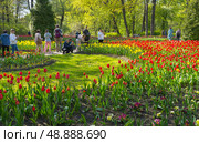 SAINT PETERSBURG, RUSSIA - May 19, 2025: People walk in the beautiful city park on popular Elagin Island and take pictures of spring flower beds with red tulips and yellow daffodils on their phones. Редакционное фото, фотограф Виктория Катьянова / Фотобанк Лори