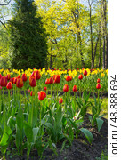 St. Petersburg in spring. The beautiful city park on Elagin Island is decorated with bright spring flowerbeds with red tulips and yellow daffodils on a sunny May day. City landscaping. Cozy urban environment. Стоковое фото, фотограф Виктория Катьянова / Фотобанк Лори