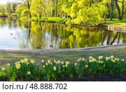 Saint Petersburg in spring. Beautiful calm landscape of city park on Elagin Island. Blossoming trees reflected in pond water with swimming ducks on sunny May afternoon. Scenic view. Natural background. Стоковое фото, фотограф Виктория Катьянова / Фотобанк Лори