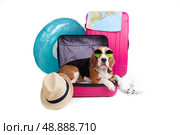 A beagle dog in a suitcase with clothes and accessories for summer holidays. Стоковое фото, фотограф Виктория Тельминова / Фотобанк Лори