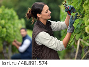 Couple pruning grape vines. Стоковое фото, агентство Ingram Publishing / Фотобанк Лори