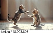 Two lively kittens engaged in playful antics, batting at each other on the floor. Стоковое AI-изображение, AI-художник Данила Большаков / Фотобанк Лори