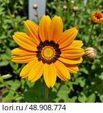 Golden petals of coreopsis flowers contrast beautifully against the green foliage, creating a cheerful display in the garden during a sunny summer day Generative AI. Стоковое AI-изображение, AI-художник Юлия Петровская / Фотобанк Лори