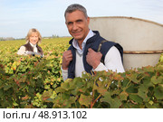 Farmer and wife collecting grapes. Стоковое фото, агентство Ingram Publishing / Фотобанк Лори