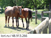 Two horses. Стоковое фото, агентство Ingram Publishing / Фотобанк Лори