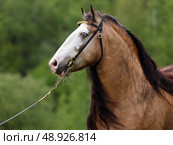 Beautiful Tinker horse with long mane rearing up in nature background. Прекрасная лошадь породы Тинкер с длинной гривой встала на дыбы на фоне лесной лужайки. Стоковое фото, фотограф Михаил Кондрашов / Фотобанк Лори