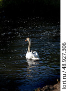 The mute swan with cygnet on the river Liffey on spring time, Celbridge, Ireland. Стоковое фото, фотограф Татьяна Кахилл / Фотобанк Лори