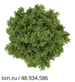 top view of small-leaved lime tree isolated on white background. Стоковое фото, агентство Ingram Publishing / Фотобанк Лори