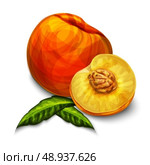 Orange natural organic sweet peach fruit sliced in half with seed leaves and yellow juicy meat isolated hand drawn sketch vector illustration. Стоковая иллюстрация, агентство Ingram Publishing / Фотобанк Лори