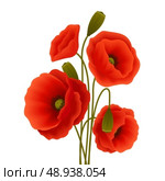 Bunch of red romantic blooming poppy flowers isolated vector illustration. Стоковая иллюстрация, агентство Ingram Publishing / Фотобанк Лори