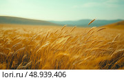 Golden wheat fields sway gently in the breeze under a clear sky in a serene landscape scene. Стоковое AI-изображение, AI-художник Katsiaryna Repich / Фотобанк Лори