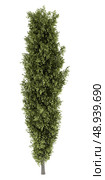 poplar tree isolated on white background. Стоковое фото, агентство Ingram Publishing / Фотобанк Лори