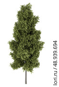 poplar tree isolated on white background. Стоковое фото, агентство Ingram Publishing / Фотобанк Лори