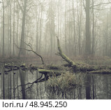 Broken tree plunged in the still water. Стоковое фото, агентство Ingram Publishing / Фотобанк Лори