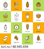 Set of acorn chestnut hazelnut coconut sunflower seeds and nuts in flat line style vector illustration. Стоковая иллюстрация, агентство Ingram Publishing / Фотобанк Лори