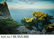 Tree and sea at sunset. Crimea landscape. Nature background. Стоковое фото, агентство Ingram Publishing / Фотобанк Лори