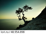 Tree and sea at sunset. Crimea landscape. Nature background. Стоковое фото, агентство Ingram Publishing / Фотобанк Лори