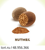 Brown nutmeg nut isolated on white background vector illustration. Стоковая иллюстрация, агентство Ingram Publishing / Фотобанк Лори