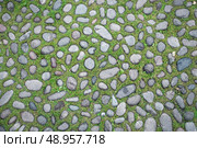 cobblestone texture with grass between blocks . Стоковое фото, агентство Ingram Publishing / Фотобанк Лори