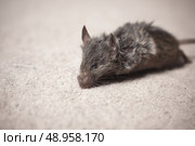 Closeup on a dead mouse killed by a cat on a carpet. Стоковое фото, агентство Ingram Publishing / Фотобанк Лори