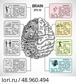 Brain hemispheres sketch infographic set with intellect and creativity symbols vector illustration. Стоковая иллюстрация, агентство Ingram Publishing / Фотобанк Лори