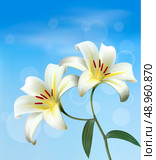 Holiday background with two white lilies. Vector. . Стоковая иллюстрация, агентство Ingram Publishing / Фотобанк Лори
