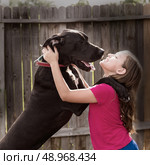 great dane stand up on kid girl shoulders playing together. Стоковое фото, агентство Ingram Publishing / Фотобанк Лори