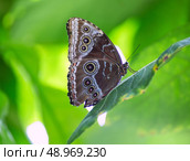 Blue Monrpho Butterfly Peleides underside in red leaf outdoor. Стоковое фото, агентство Ingram Publishing / Фотобанк Лори