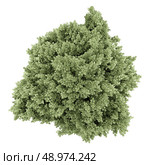 top view of common hazel tree isolated on white background. Стоковое фото, агентство Ingram Publishing / Фотобанк Лори