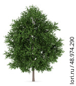 large-leaved lime tree isolated on white background. Стоковое фото, агентство Ingram Publishing / Фотобанк Лори