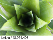 pineapple tuft. Стоковое фото, агентство Ingram Publishing / Фотобанк Лори