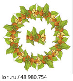 Circle ornament with highly detailed hand drawn hazelnuts isolated on white background. Pattern endless fragment. . Стоковая иллюстрация, агентство Ingram Publishing / Фотобанк Лори