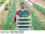 Farmer man harvesting onions in Mediterranean orchard field. Стоковое фото, агентство Ingram Publishing / Фотобанк Лори
