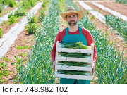 Farmer man harvesting onions in Mediterranean orchard field. Стоковое фото, агентство Ingram Publishing / Фотобанк Лори