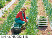 Farmer man harvesting onions in Mediterranean orchard field. Стоковое фото, агентство Ingram Publishing / Фотобанк Лори