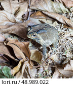 close-up photo of the Duttaphrynus melanostictus Asia toad. Стоковое фото, агентство Ingram Publishing / Фотобанк Лори