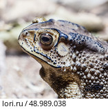 close-up photo of the Duttaphrynus melanostictus Asia toad. Стоковое фото, агентство Ingram Publishing / Фотобанк Лори
