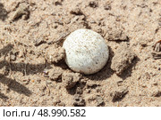 Puffball mushroom. Lycoperdon. Стоковое фото, фотограф Винокуров Александр / Фотобанк Лори