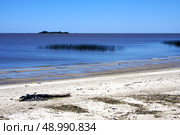 beach and wood  in rio de la plata colonia del sacramento uruguay and sea weed. Стоковое фото, агентство Ingram Publishing / Фотобанк Лори
