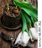 sprouted bulbs. Стоковое фото, агентство Ingram Publishing / Фотобанк Лори