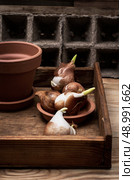shoots of tulips germinated in the spring tulips with agricultural accessories. Стоковое фото, агентство Ingram Publishing / Фотобанк Лори