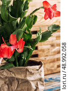 set with Decembrist flowered decorative indoor flower pot. Стоковое фото, агентство Ingram Publishing / Фотобанк Лори