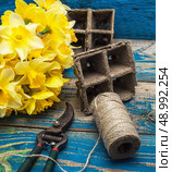 blooming daffodils,peat pots,secateurs on wooden background.Selective focus. Стоковое фото, агентство Ingram Publishing / Фотобанк Лори