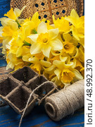 blooming daffodils,peat pots,secateurs on wooden background.Selective focus. Стоковое фото, агентство Ingram Publishing / Фотобанк Лори