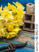 blooming daffodils,peat pots,secateurs on wooden background.Selective focus. Стоковое фото, агентство Ingram Publishing / Фотобанк Лори