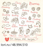 Set drawings of berries for design menus, recipes and packages product. Vector Illustration. Стоковая иллюстрация, агентство Ingram Publishing / Фотобанк Лори