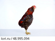 Male Rooster Araucana Easter egger breed in white background. Стоковое фото, агентство Ingram Publishing / Фотобанк Лори