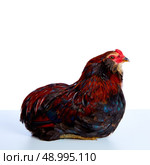 Male Rooster Araucana Easter egger breed in white background. Стоковое фото, агентство Ingram Publishing / Фотобанк Лори