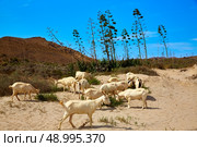 Almeria Goats in Playa de los Genoveses at Cabo de Gata Spain. Стоковое фото, агентство Ingram Publishing / Фотобанк Лори